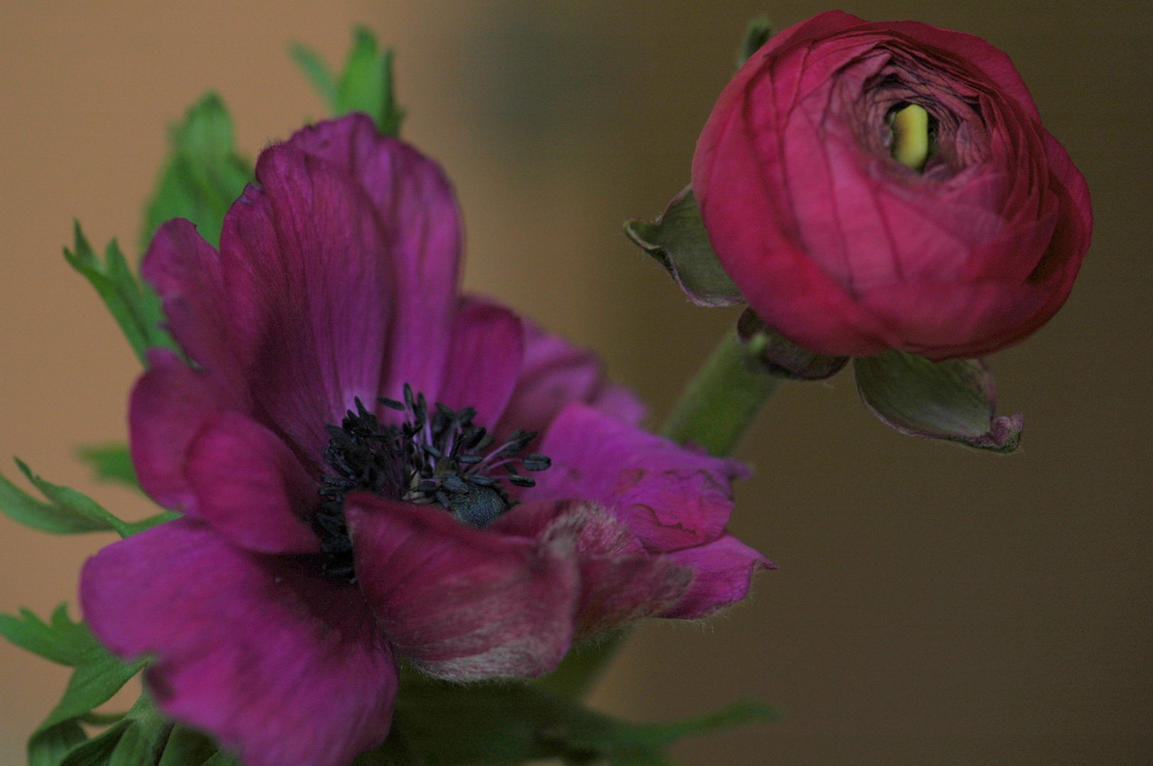 Lila anemone und pinke Ranunkel