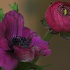 Lila anemone und pinke Ranunkel