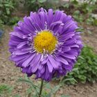 Lila Aster (Blume)