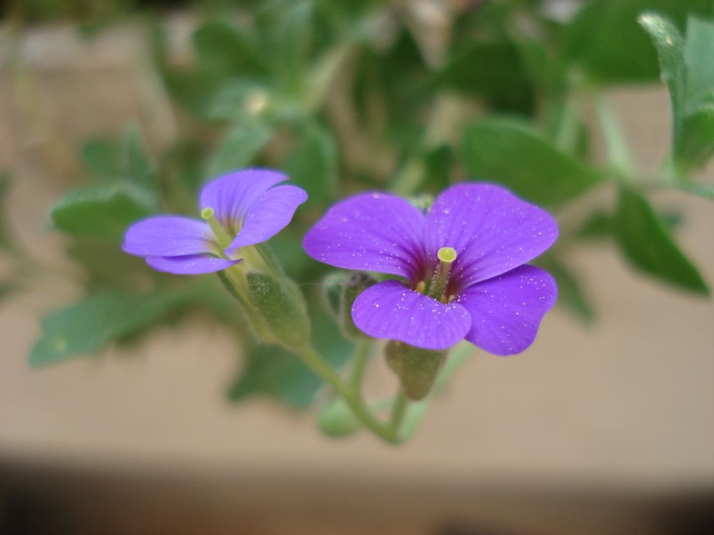Lila auf Balkonien Foto & Bild pflanzen, pilze & flechten, blüten