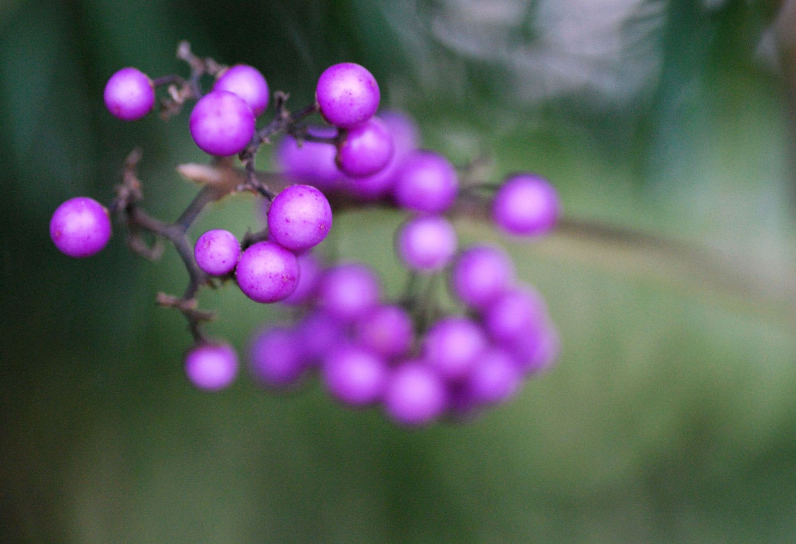 Lila Beeren Foto & Bild pflanzen, pilze & flechten, früchte und