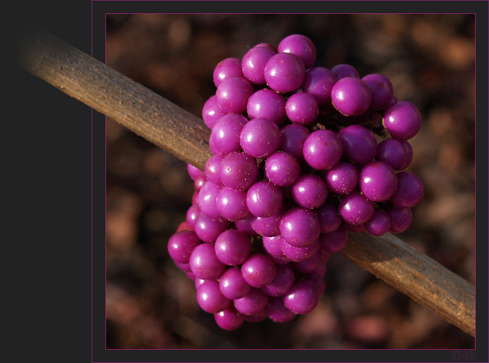 lila Beeren der "Schönfrucht"