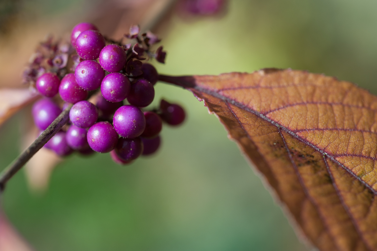 Lila Beeren im Herbst