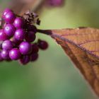 Lila Beeren im Herbst