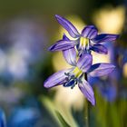 lila Blausternchen