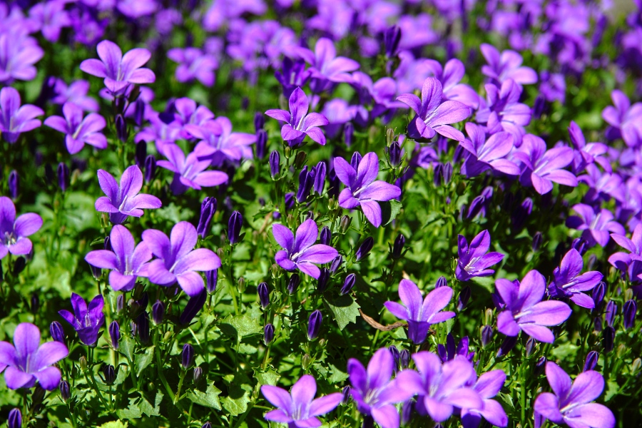 lila blühend Foto & Bild pflanzen, pilze & flechten, blüten