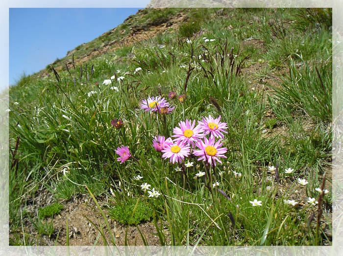 Lila Blümchen hoch oben auf dem Berge...