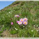 Lila Blümchen hoch oben auf dem Berge...