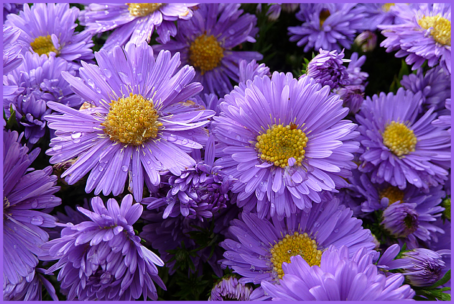 Lila Bluemchen zum Wochenende Foto & Bild pflanzen, pilze & flechten