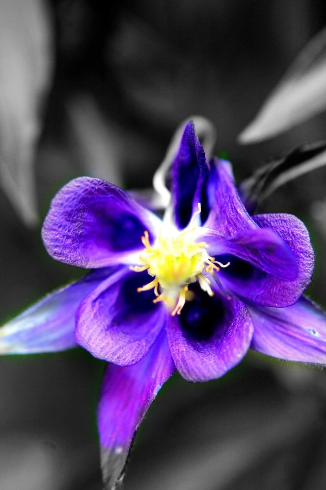 lila Blüte