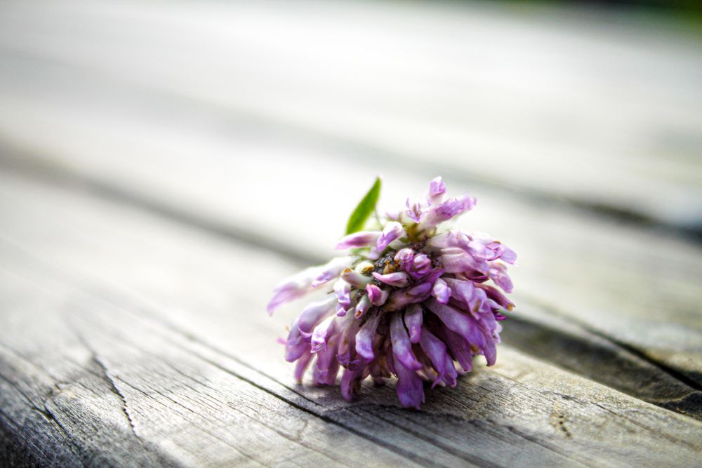 Lila Blüte Foto & Bild | natur-makros, natur-kreativ, aufnahmetechniken