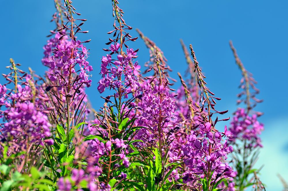 45+ Garten Pflanze Mit Kleine Lila Blumen, In diesem ratgeber stellen