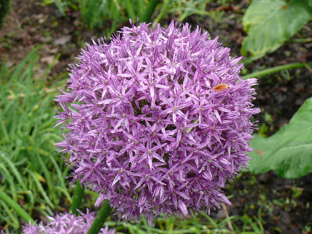 Lila Blüte Foto & Bild pflanzen, pilze & flechten, natur Bilder auf