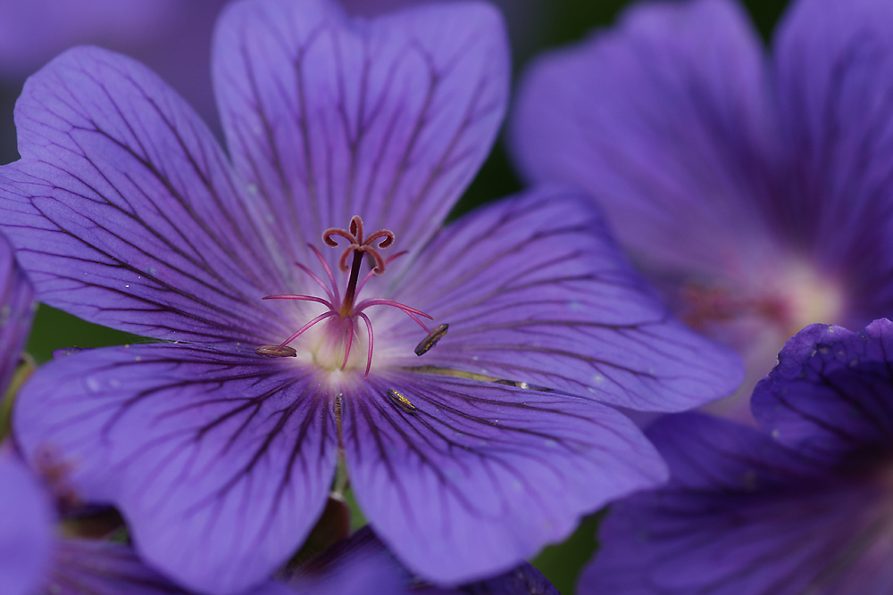 Lila Blüte Bild & Foto von Daniela Ke 2 aus Kalender