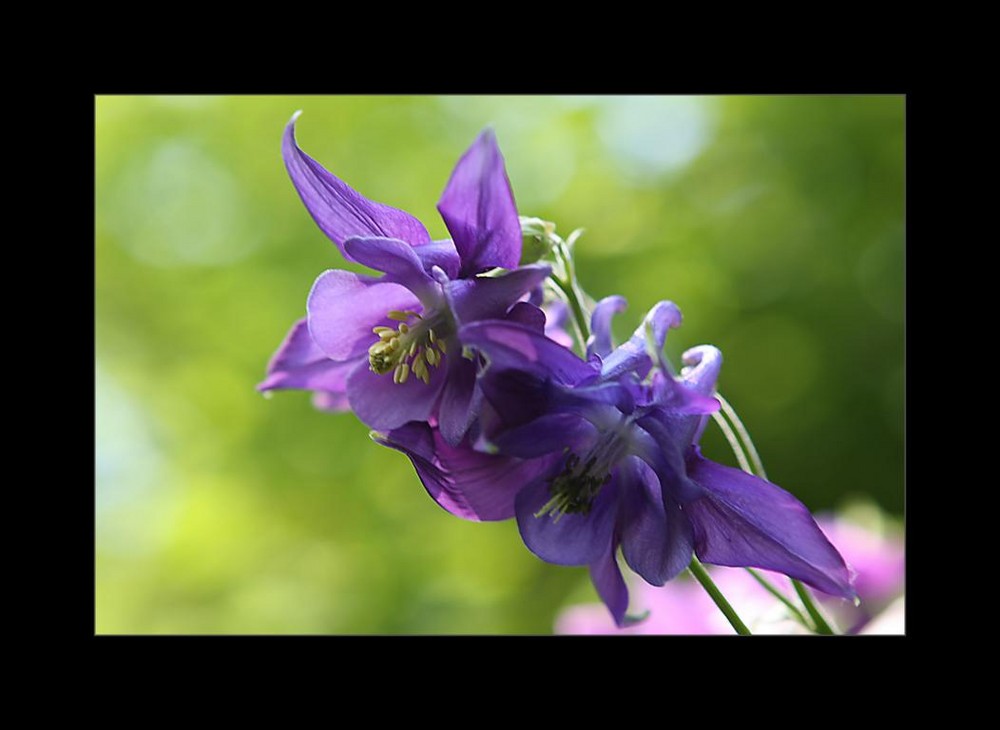 Lila Blüte Foto & Bild natur Bilder auf