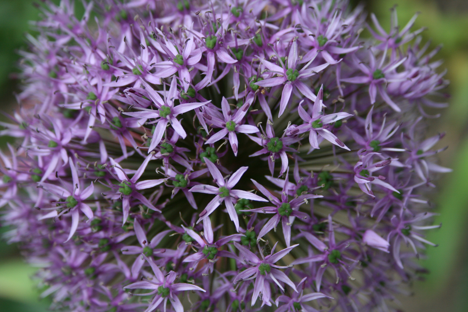 lila Blüte (Distel)