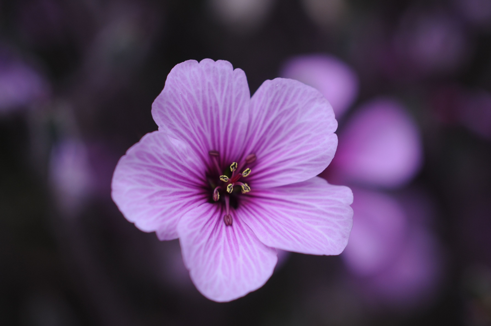 Lila Blüte Foto & Bild pflanzen, pilze & flechten, blüten