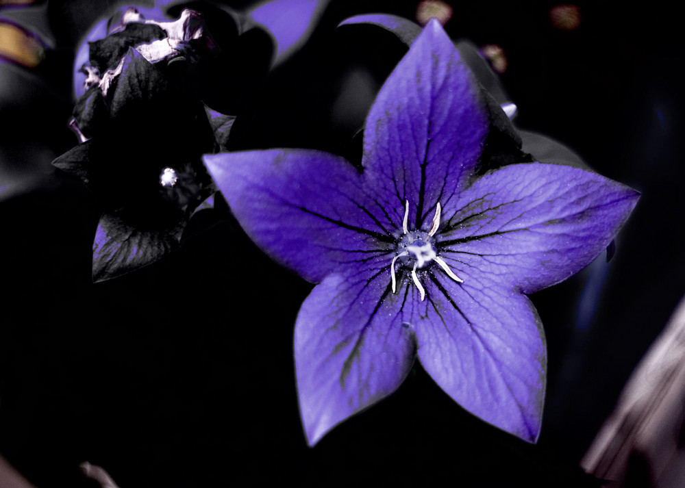 lila Blüte Foto & Bild | pflanzen, pilze & flechten ... lila Blüte Foto & Bild | pflanzen, pilze & flechten ...