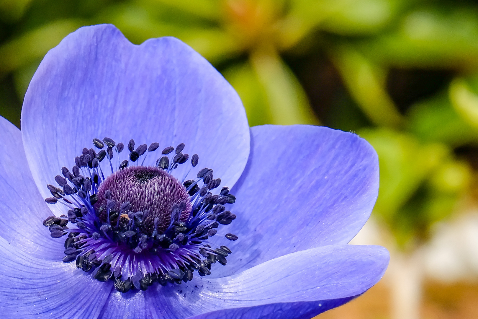 Lila Blüte im Garten