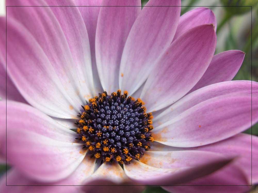 Lila Blüte im Makro