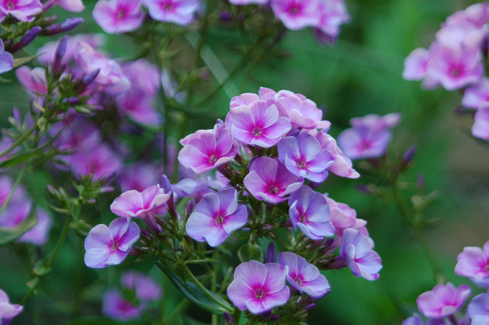 lila Blüte im Sommer