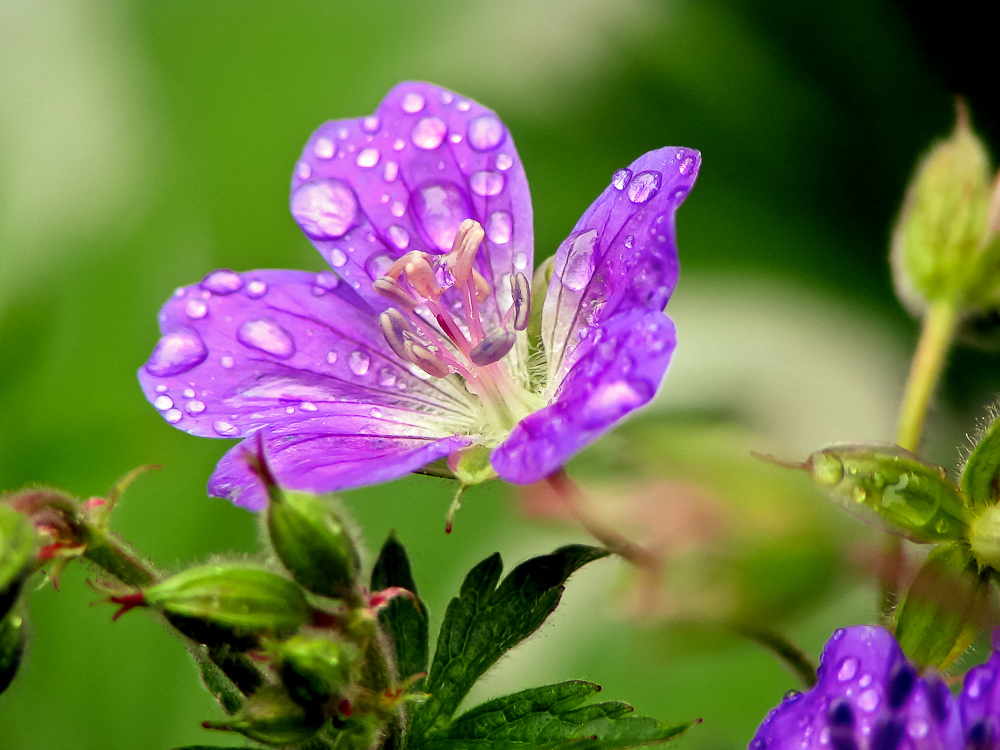 lila Blüte im Tau