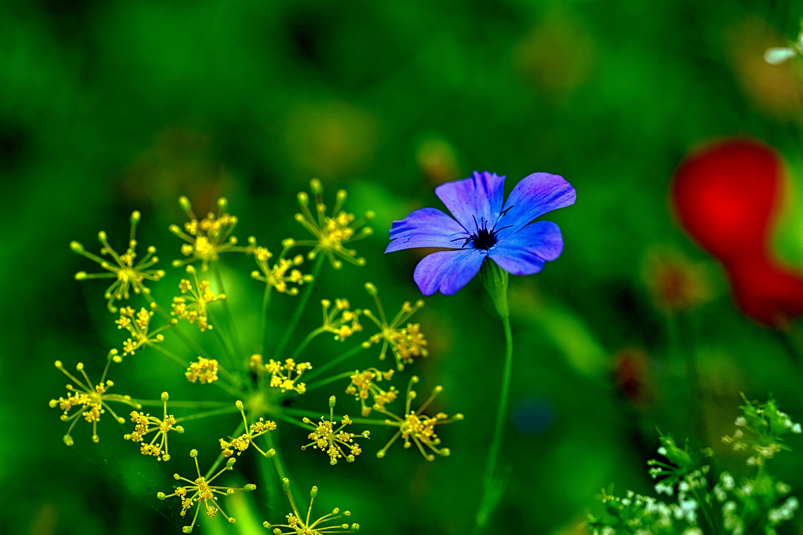  lila Blüte in Blumenwiese