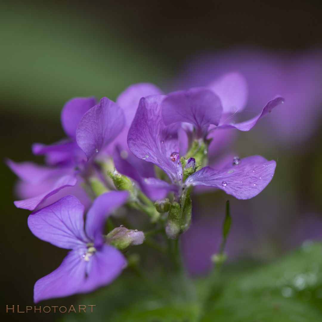 Lila Blüte Makro