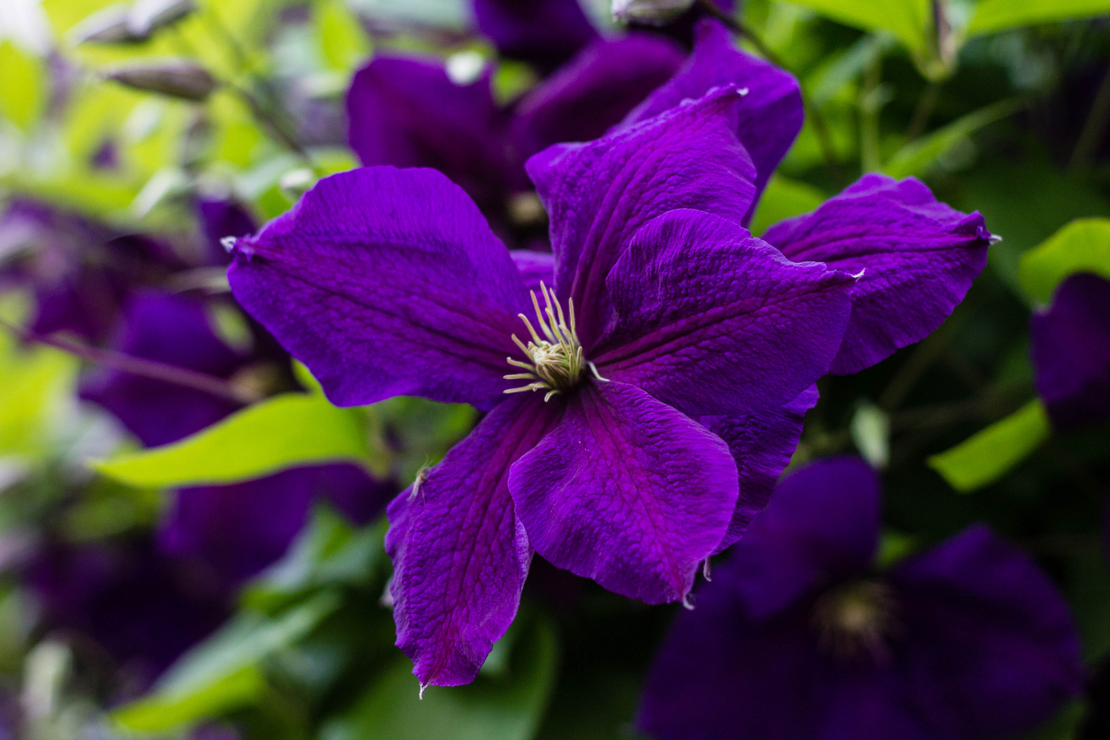 Lila Blüte mit kleinem Besuch ;)