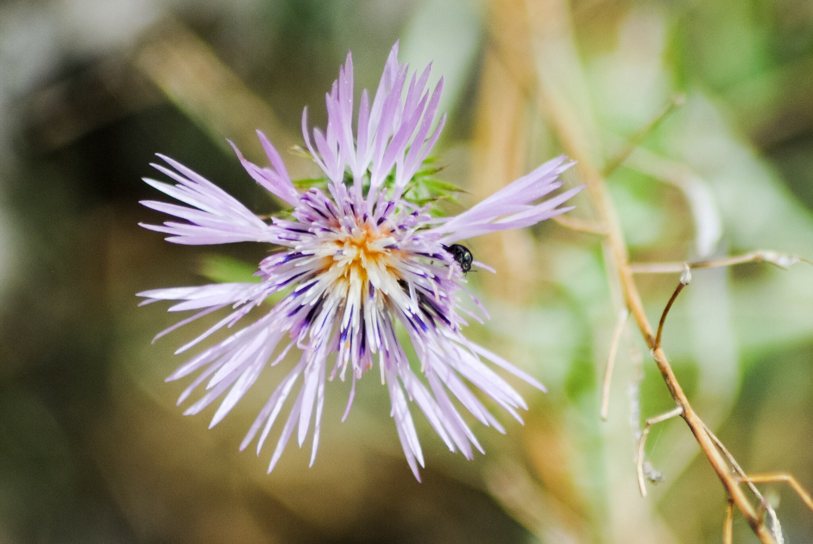 Lila Blüte mit kleinem Käfer