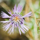 Lila Blüte mit kleinem Käfer