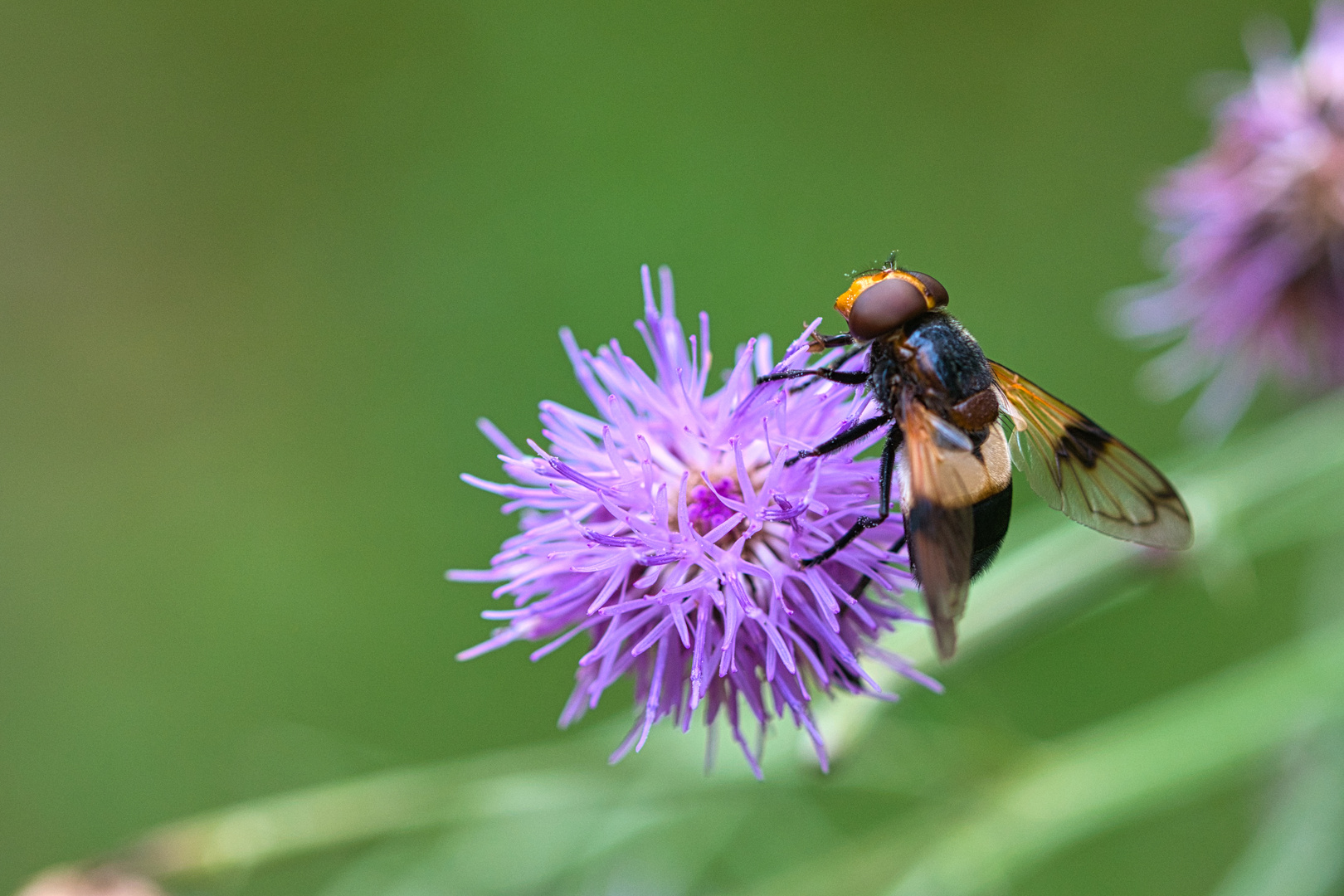 Lila Blüte mit Schwebefliege in Grün gebettet