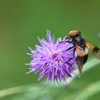 Lila Blüte mit Schwebefliege in Grün gebettet