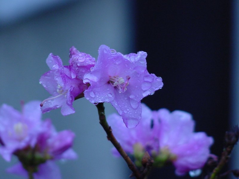 Lila Blüte mit Wassertropfen