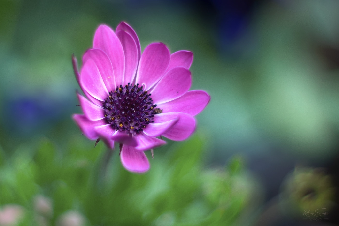 Lila Blüte (Osteospermum)