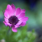 Lila Blüte (Osteospermum)