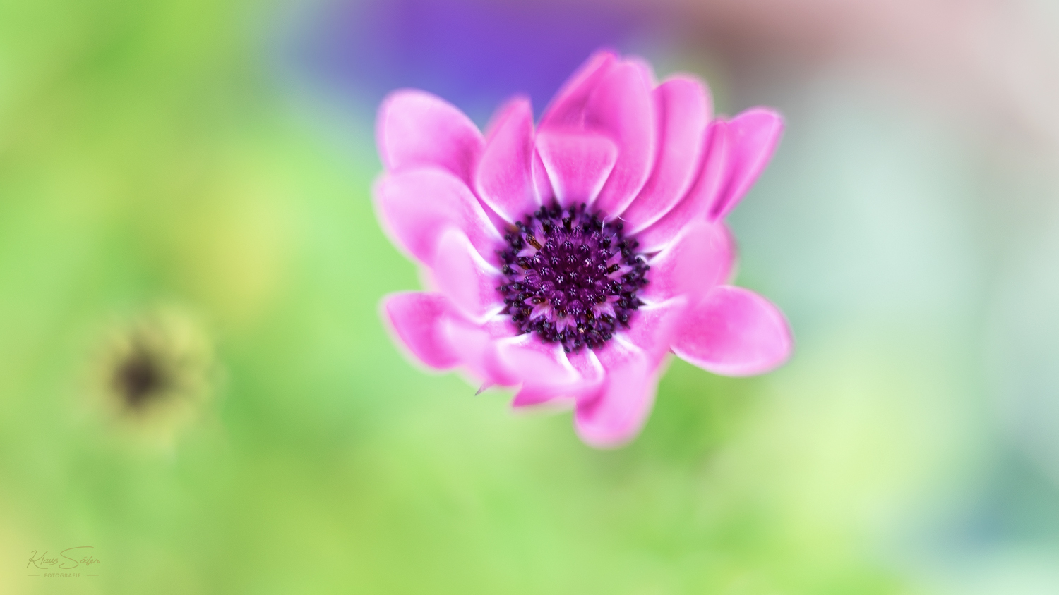 Lila Blüte (Osteospermum) II