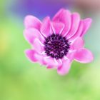 Lila Blüte (Osteospermum) II