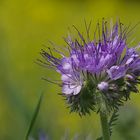 lila Blüte vor Rapsfeld