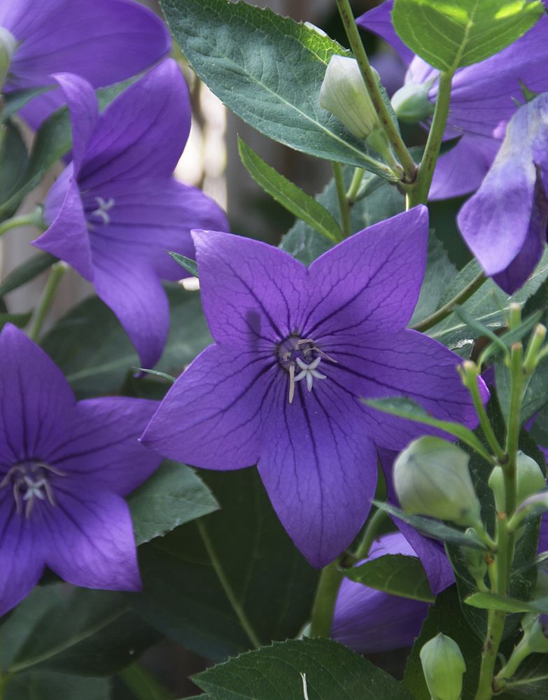 Lila Blüte zum Wochenende