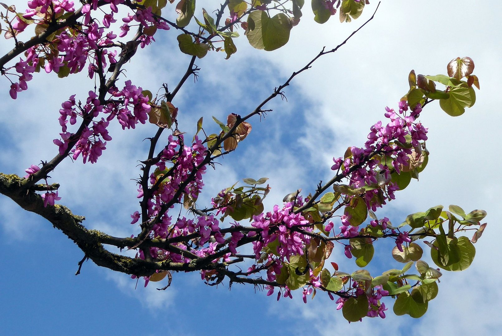 42+ Baum Mit Lila Blättern, Die blätter können in verschiedenen