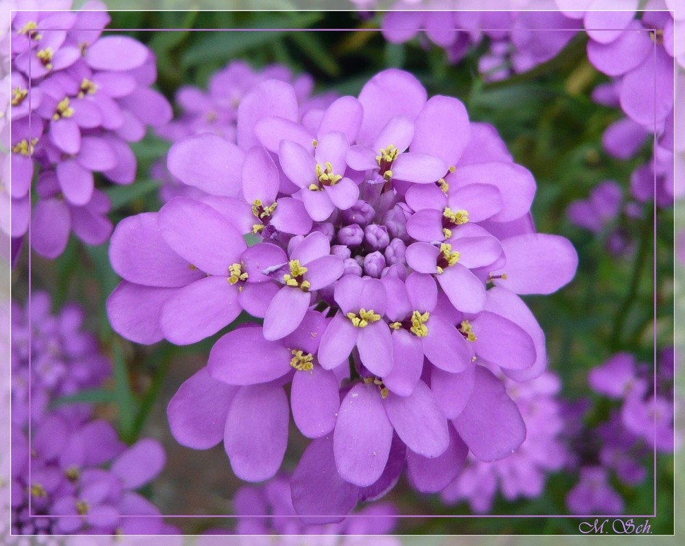 Lila Blüten... Foto & Bild pflanzen, pilze & flechten, blüten