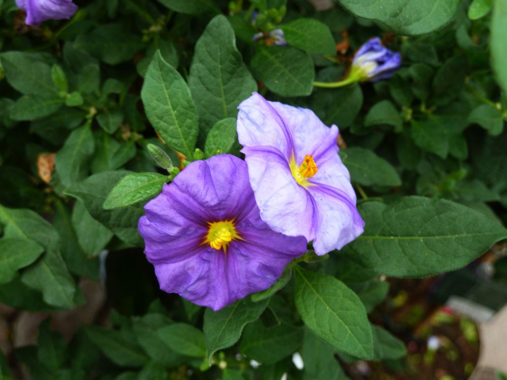 Lila Blüten Foto & Bild | natur, pflanzen, blüten Bilder auf fotocommunity