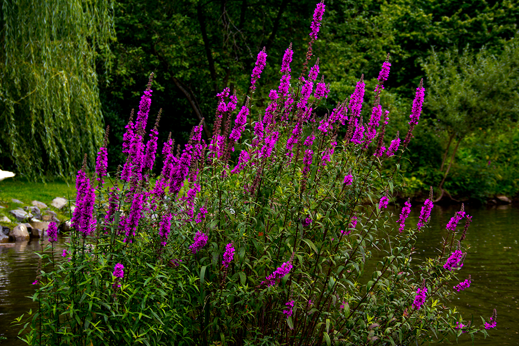 Lila Blüten Foto & Bild pflanzen, pilze & flechten, blüten