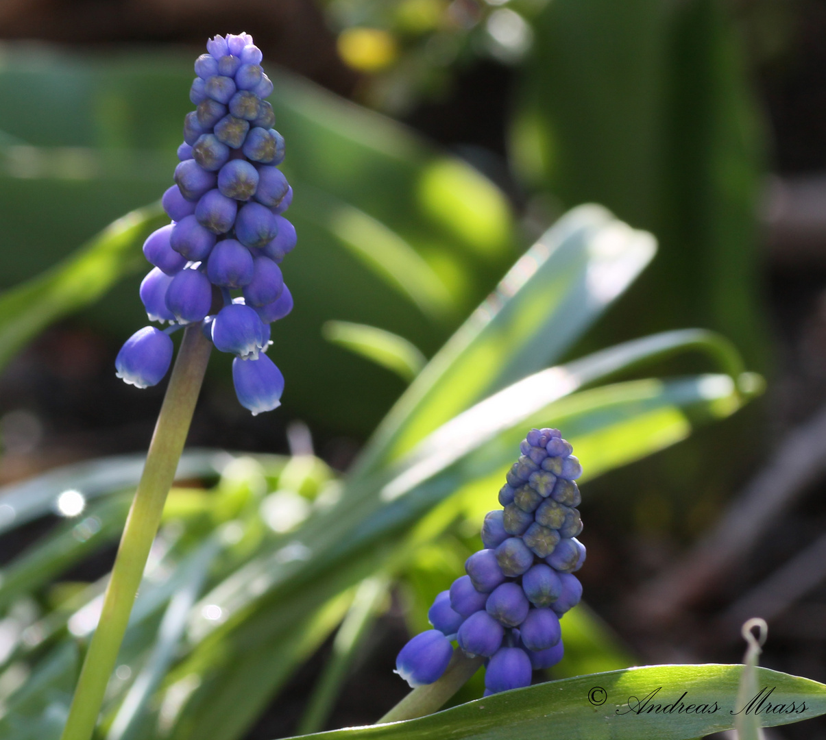 lila Blüten Foto & Bild natur, pflanzen, youth Bilder auf