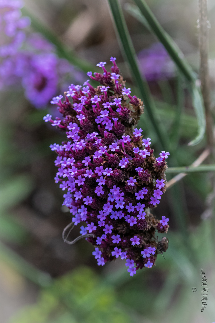 lila Blüten