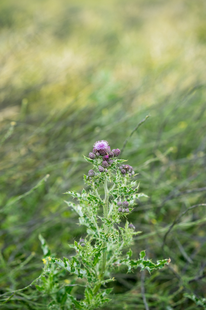 Lila Blüten