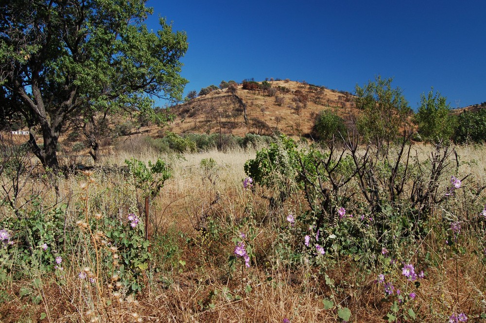 Lila Blüten am Wegesrand