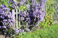 Lila Blüten am Zaun - Park der Gärten