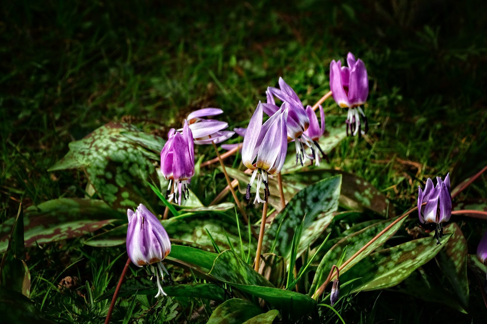 Lila Blüten auf der Blumeninsel "Siebenbergen" in Kassel